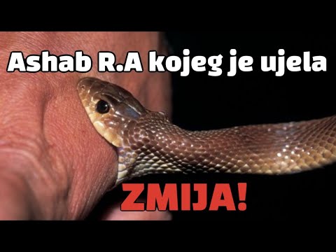 ASHAB R.A KOJEG JE UJELA ZMIJA... POUČNO Doc. Dr. Hfz. Kenan Ef. Musić