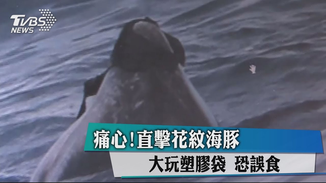 痛心!直擊花紋海豚大玩塑膠袋 恐誤食