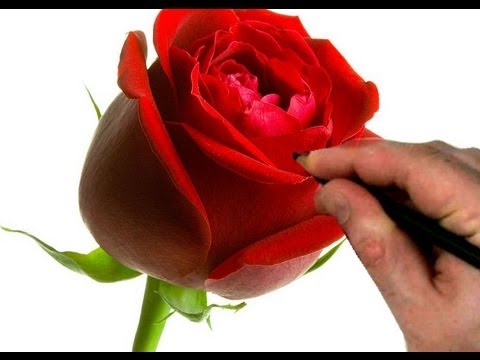 how to draw a rose step by step flower drawing tutorial