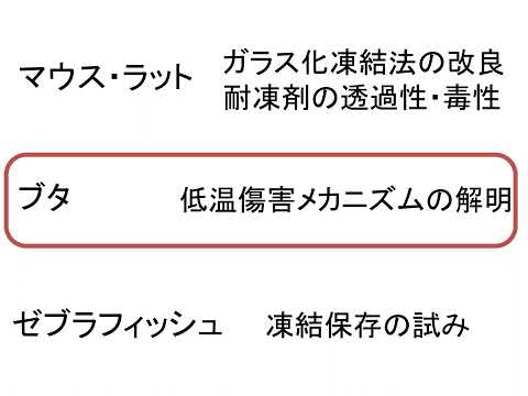 研究室「動物生殖工学」【農芸化学コース】農林海洋科学部
