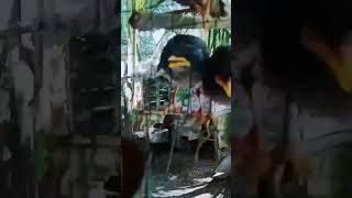 Download lagu Anakan burung jalak kebo @jalakkeboagripark mp3