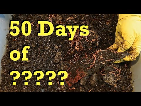 Day 50 of _________ - worm farm vermicomposting