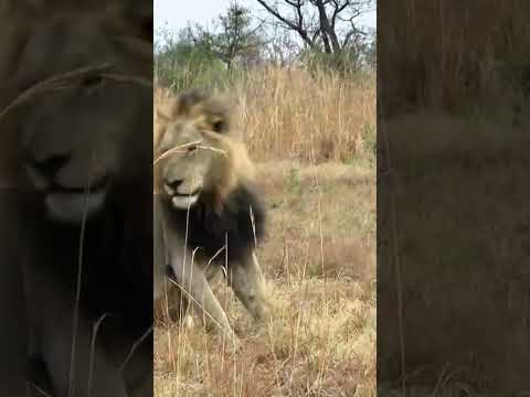 #MR T after the death of kinki tail lion#subscribe my channel#shorts#subscribefor more shorts