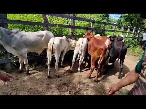 Feira de gado de Carnaiba-Pe @pedroflorencio !