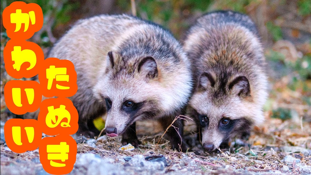 2匹のかわいいたぬきがくしゃみに驚く！？