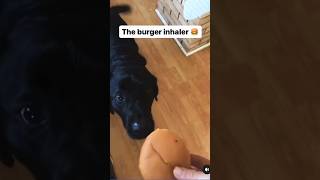 Burger Eating Black Labrador: Hilarious Video