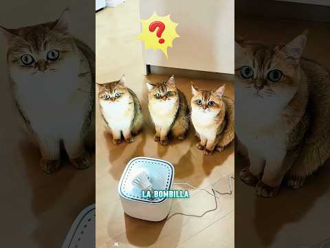 Su gato temblaba cada vez que bebía agua...#funnyshorts #pets #cute #love