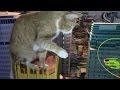 Feline King Kong Attacks New York 