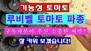 [텃밭농부 2,190]  루비벨. 기능성 방울토마토 씨앗파종! #토마토재배