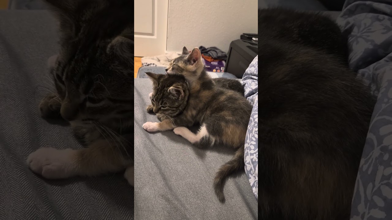 Nyanda Thorbourne, a Adoptable Domestic Short Hair in Redmond, WA video 6/6