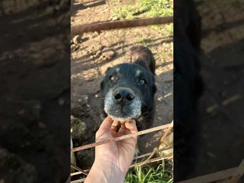 Regalo Lupo splendido cagnolone cerca famiglia 