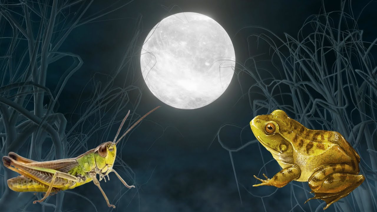 Som de Grilos e Sapos para Dormir e Relaxar - Noite no Acampamento