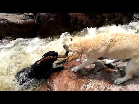 Dog saves Dog from drowning by Rafael Franciulli perro rescata otro perro