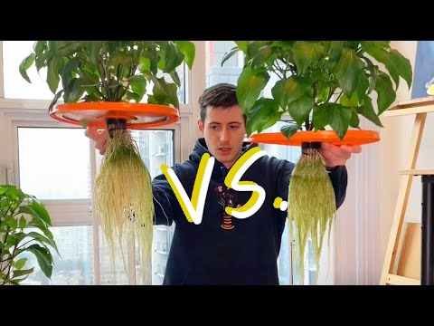 Hydroponic Peppers Race - Kratky vs DWC