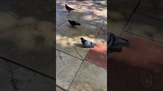 🇪🇸 Travelogue- snacking #spain #malaga #pigeon #funny #cute