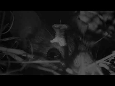 Pig Earth (2026) - Trailer