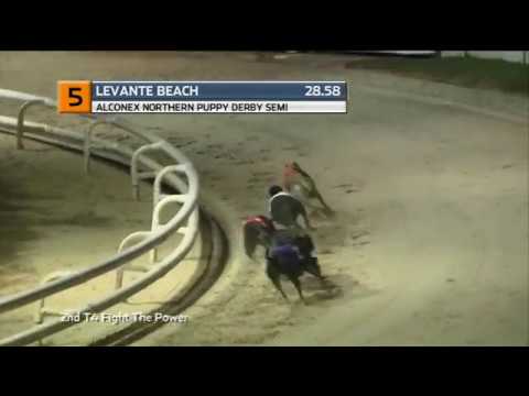 2019 ALCONEX NORTHERN PUPPY - 1ST SEMI - T5 LEVANTE BEACH