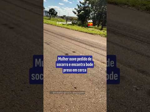 Mulher ouve pedido de socorro e encontra bode preso em cerca