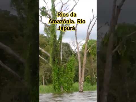 RIOS AMAZÔNICOS. Rio Japurá (rio Caquetá na Colômbia), município de Maraã, estado do Amazonas.