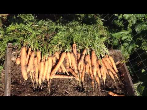 download lagu mp3 mp4 How To Store Carrots From The Garden, download lagu How To Store Carrots From The Garden gratis, unduh video klip How To Store Carrots From The Garden