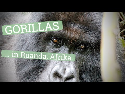 Gorillas in Ruanda - Reisen Reisen - Der Podcast mit Jochen Schliemann und Michael Dietz