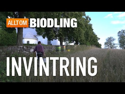 Invintring av bisamhällen - Biodling