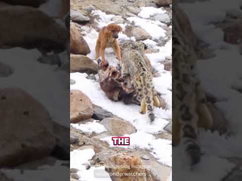 Naive 🐶 VS Snow Leopard