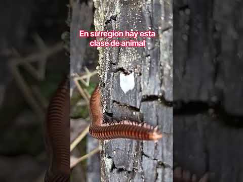 ¿Ustedes cómo le llaman a este animalito#cienpies #milpies#bichos#naturaleza #cumaribo#vichada