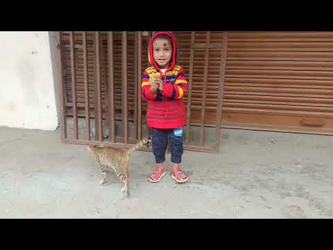 ShivRaj the Cat Lover I Animal Lover I Playing with Kitten I Nature Lover I #CatLover