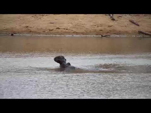 Djuma: Hippo splashing about - 17:10 - 07/27/20