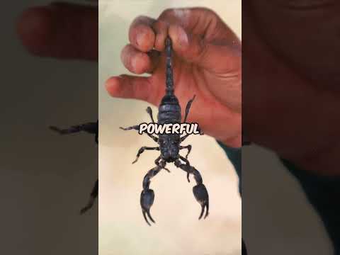 Scary Trend: Smoking Scorpions for a Deadly High in South Asia #shorts