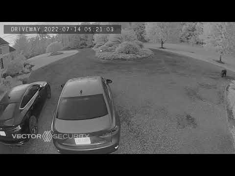 Bear in Driveway Walking Up to Front Door in Muncy PA