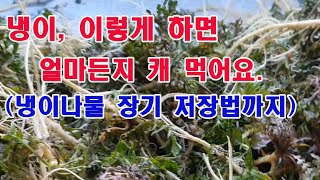 냉이나물, 이렇게 하면 힘 안들이고 내밭에서 얼마든지 캐먹어요(냉이 장기저장법까지)텃밭 나물, 텃밭 냉이 쉽…