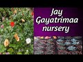 Best Nursery Of Plants In Surat Nursery At Bhatar Surat