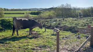 Feisty Goat Versus Curious Cow || ViralHog
