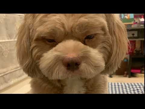 Tell me your cats personalities#viral #myanimal #cat #mycat #dog #mydog