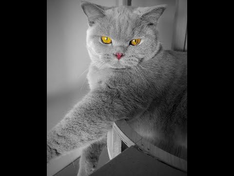 British Shorthair Cat is changing the colors-The beautiful eyes of a british shorthair cat - #shorts