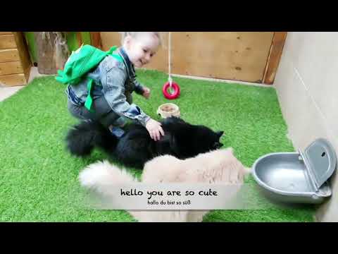 [SUB] Enthusiastic Milu visited the cats🐈🐈‍⬛ Happiness has no limit😃