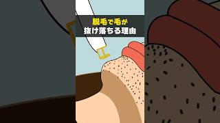 脱毛で毛が抜け落ちるしくみ【アニメ】