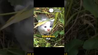 Download lagu Helping a Kitten Abandoned in the Grass #cat #catrescue mp3
