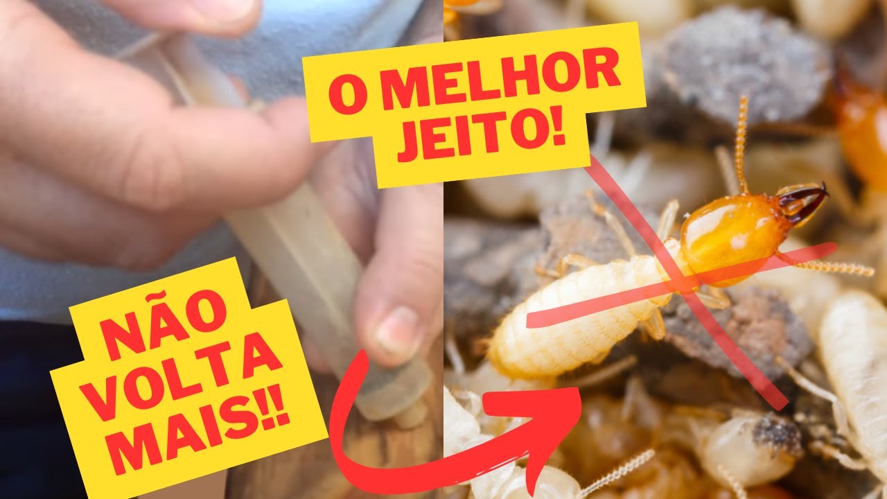 Diga Adeus aos Cupins! Técnica Eficiente para Salvar Seus Móveis!