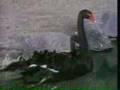 Sesame Street Film Of Birds Swimming