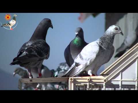 1. Race Montoro 78km (Derby Cordoba 2012) [Racing Pigeons, Brieftauben, Palomas]