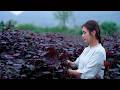 Perilla A Herb With A Strong Flavor Is Also An Excellent Ingredient