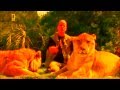 Самая крупная кошка в мире это Лигр. The largest cat in the world is a liger ...