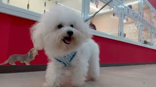 ビションフリーゼの動画02