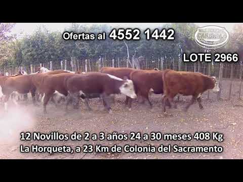 Lote 12 Novillos 2 a 3 años 8 HE - 4 HE/ RA 408 Kgkg -  en La Horqueta, a 23 Km de Colonia del Sacramento