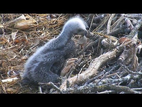 2017/04/15 10h43m Decorah North Nest~Close up~Eaglet play with