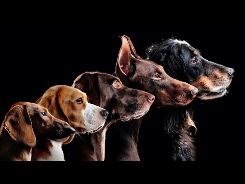 Trayton parle fort, Chap bégaie et Rhobalas est dépressif.. la team PXXL quoi. (feur)