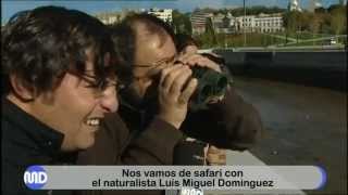 De safari urbano por Madrid con Luis Miguel Domínguez